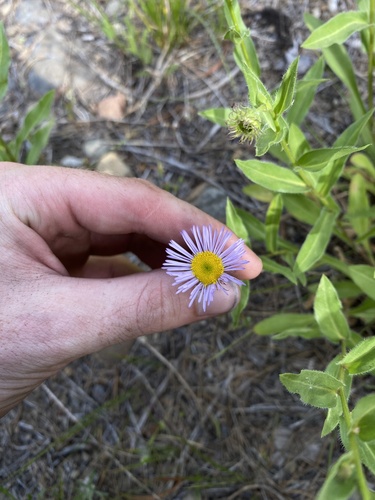 Erigeron speciosus (Showy Fleabane) (alternate view 2)