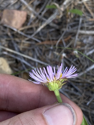 Erigeron speciosus (Showy Fleabane) (alternate view 3)