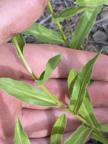 Erigeron speciosus (Showy Fleabane) (alternate view 4)