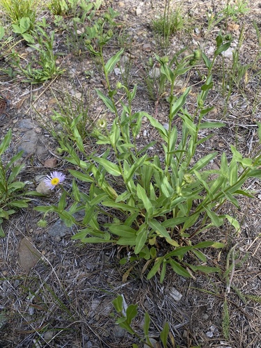 Erigeron speciosus (Showy Fleabane) (alternate view 5)