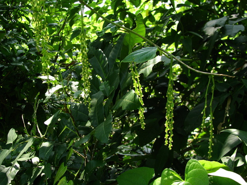 Dioscorea bulbifera (air potato) (alternate view 3)