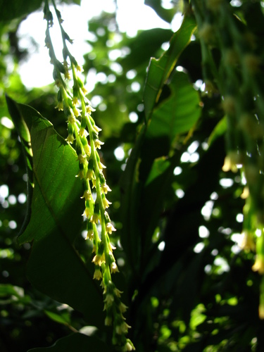 Dioscorea bulbifera (air potato) (alternate view 4)