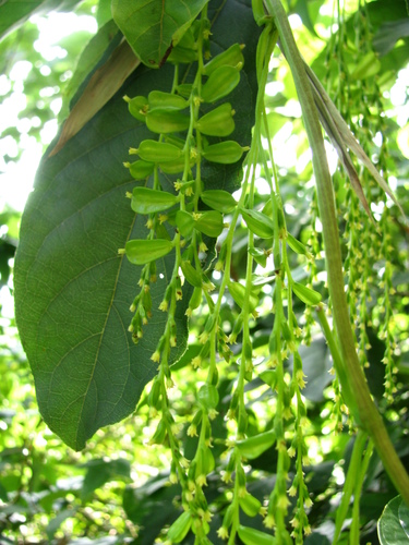 Dioscorea bulbifera (air potato) (alternate view 5)