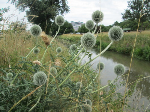 Echinops exaltatus (Russian Globe Thistle)
