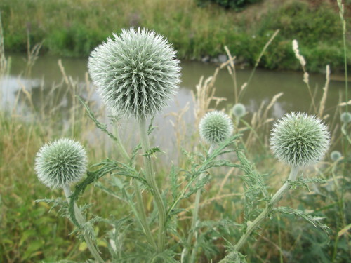 Echinops exaltatus (Russian Globe Thistle) (alternate view 2)