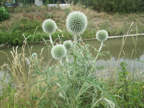 Echinops exaltatus (Russian Globe Thistle) (alternate view 3)