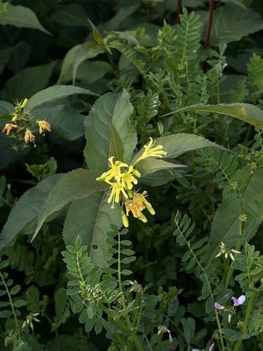 Diervilla lonicera (northern bush honeysuckle) (alternate view 6)