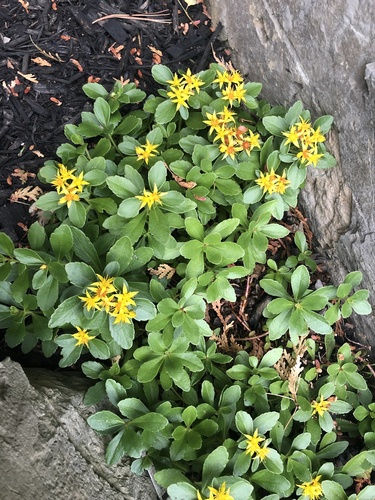 Phedimus kamtschaticus (Orange Stonecrop)