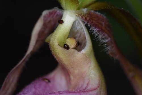 Cypripedium acaule (pink lady's slipper)