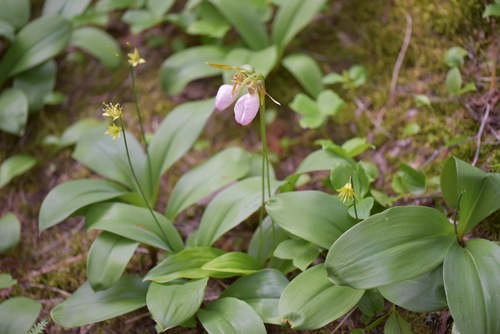 Cypripedium acaule (pink lady's slipper)