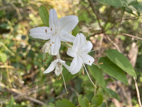 Rhododendron viscosum (swamp azalea) (alternate view 5)