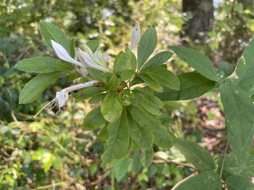 Rhododendron viscosum (swamp azalea) (alternate view 6)