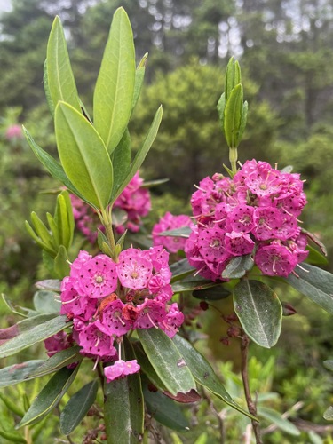 Kalmia angustifolia (sheep laurel)