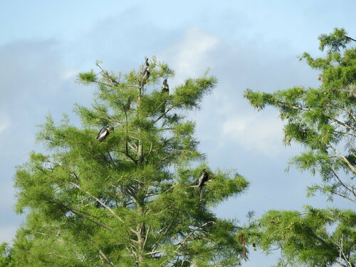 Taxodium ascendens (pondcypress)