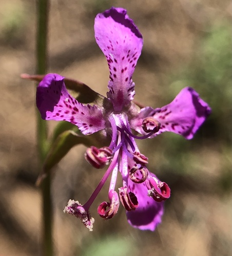Clarkia rhomboidea (diamond clarkia) (alternate view 2)