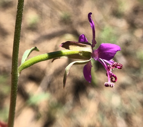 Clarkia rhomboidea (diamond clarkia) (alternate view 3)