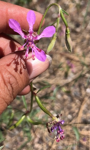Clarkia rhomboidea (diamond clarkia) (alternate view 4)