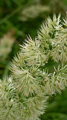 Calamagrostis epigejos (Bushgrass)