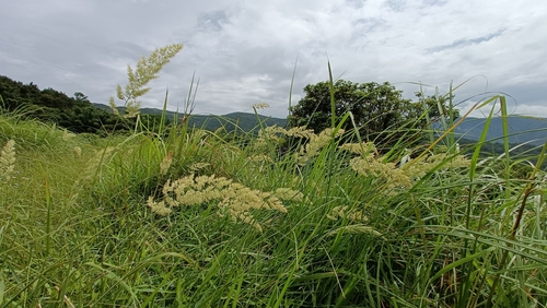 Calamagrostis epigejos (Bushgrass)