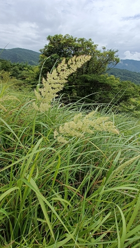 Calamagrostis epigejos (Bushgrass)