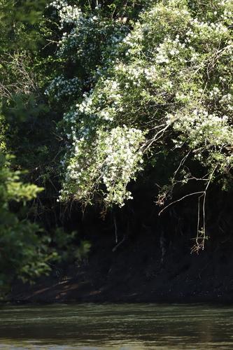 Philadelphus lewisii (Lewis' Mock Orange) (alternate view 4)