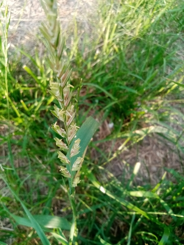 Elymus repens (quackgrass) (alternate view 10)