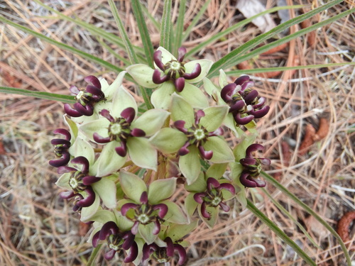 Asclepias asperula (Antelopehorn Milkweed)