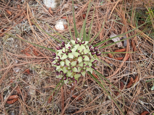 Asclepias asperula (Antelopehorn Milkweed)