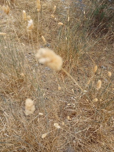 Lagurus ovatus (Hare's Tail Grass)
