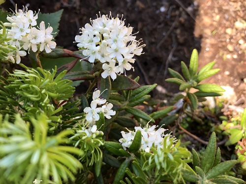 Rhododendron groenlandicum (Labrador Tea) (alternate view 4)