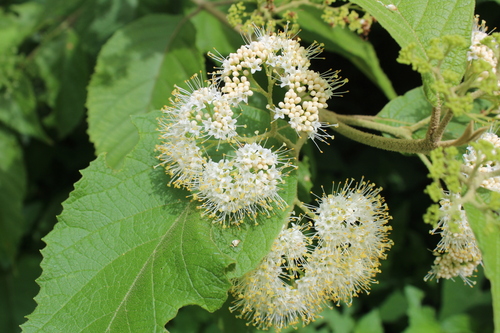 Callicarpa (Beautyberries) (alternate view 6)