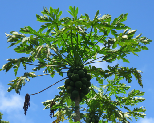 Carica papaya (Papaya) (alternate view 2)