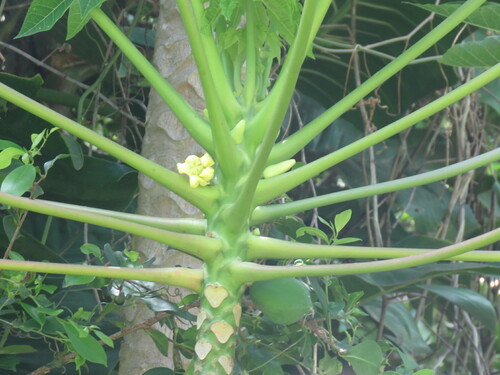 Carica papaya (Papaya) (alternate view 3)