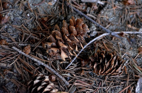 Picea × albertiana (Interior Spruce)