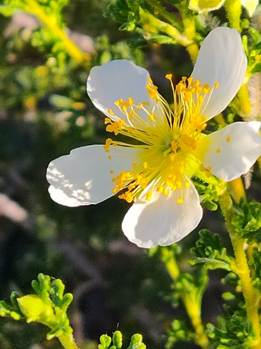 Purshia stansburyana (Stansbury's Cliffrose)