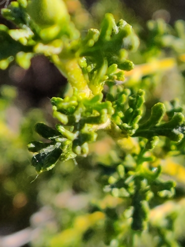 Purshia stansburyana (Stansbury's Cliffrose) (alternate view 2)