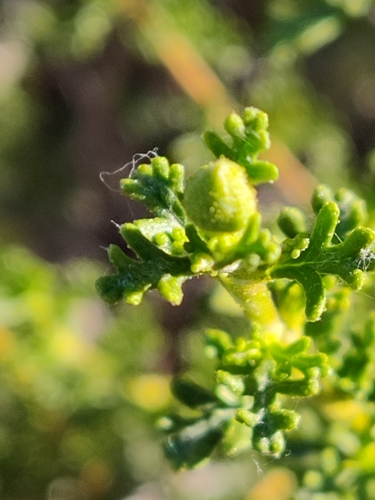 Purshia stansburyana (Stansbury's Cliffrose) (alternate view 3)