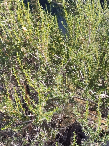 Purshia stansburyana (Stansbury's Cliffrose) (alternate view 4)