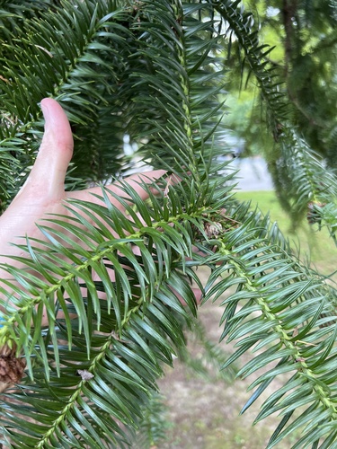 Cunninghamia lanceolata (China Fir)