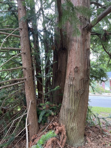 Cunninghamia lanceolata (China Fir) (alternate view 2)