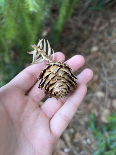 Cunninghamia lanceolata (China Fir) (alternate view 3)