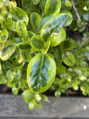 Coprosma repens (Taupata) (alternate view 4)