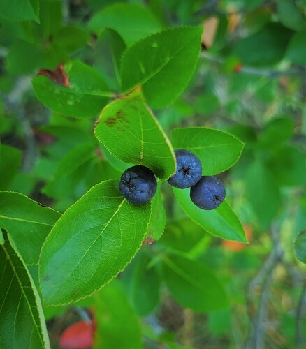 Aronia × prunifolia (purple chokeberry) (alternate view 5)