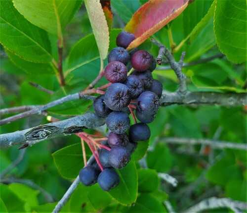 Aronia × prunifolia (purple chokeberry) (alternate view 6)