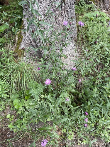 Centaurea nigrescens (meadow knapweed)