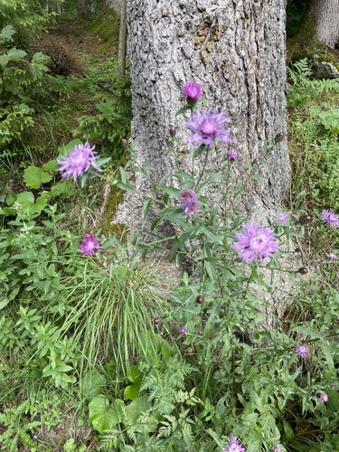 Centaurea nigrescens (meadow knapweed) (alternate view 2)