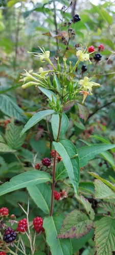 Diervilla rivularis (Bush Honeysuckle)