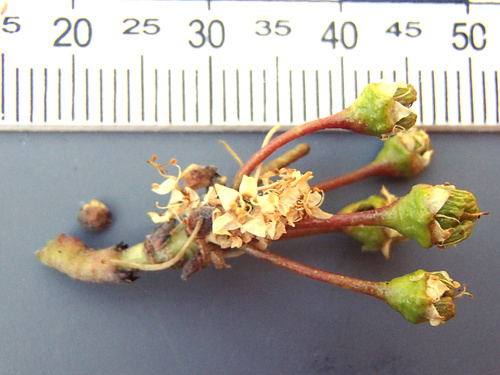 Ceanothus cuneatus (Buckbrush) (alternate view 5)