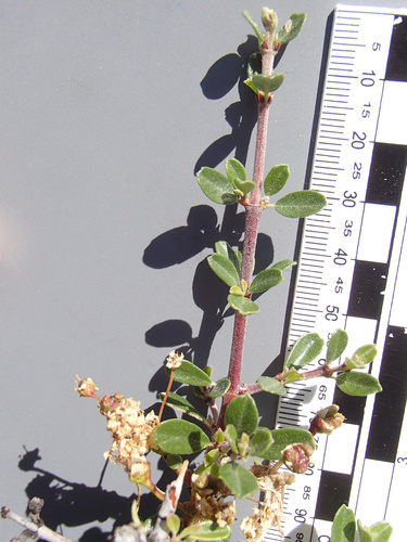 Ceanothus cuneatus (Buckbrush) (alternate view 3)
