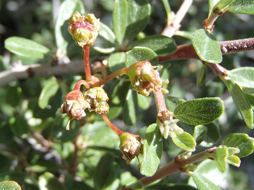 Ceanothus cuneatus (Buckbrush) (alternate view 2)